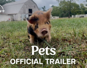 pets-trailer-disney-plus-documentary