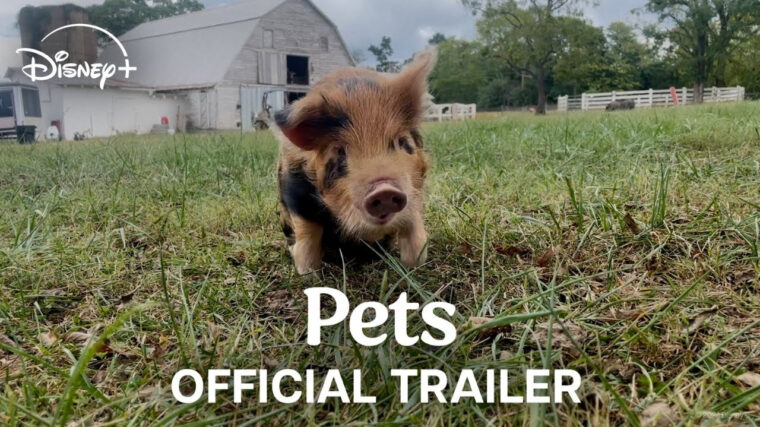 pets-trailer-disney-plus-documentary